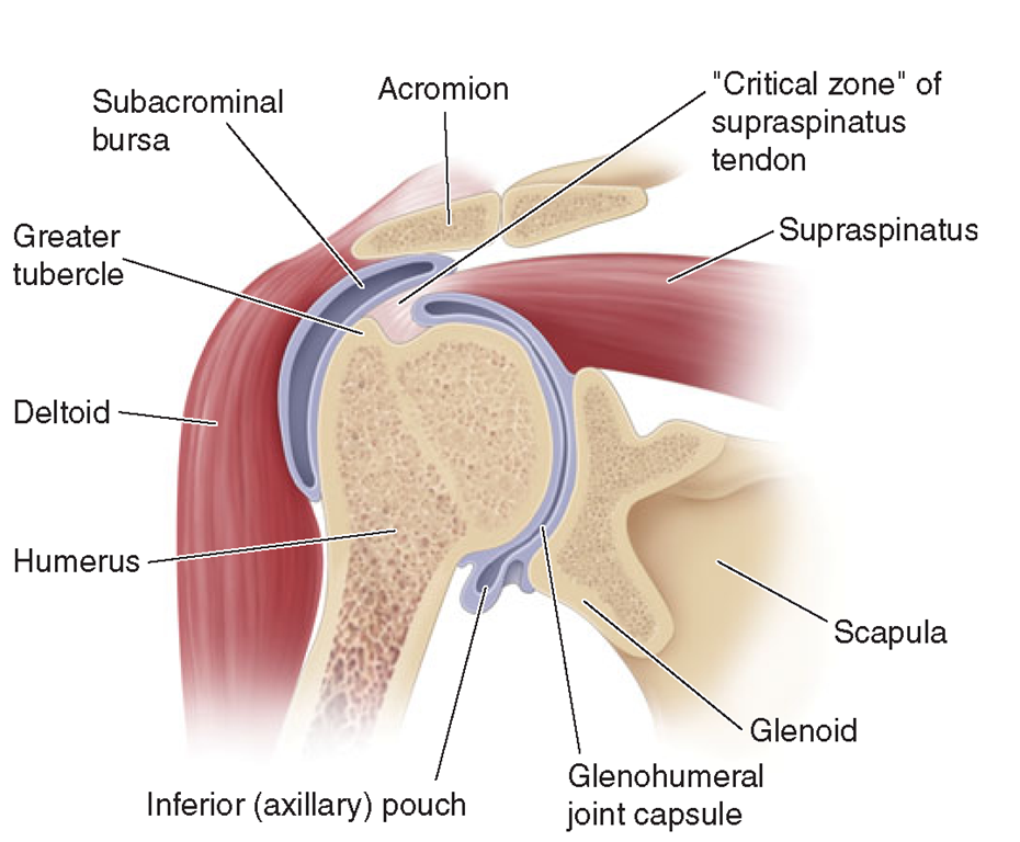 subdeltoid bursitis